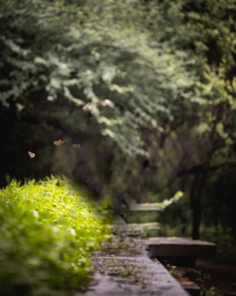 Nature Snapseed Photo Editing HD Background Download