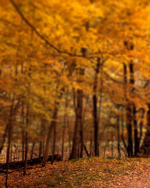 Nature Sunset Background For CB Picsart Photo Editing Free