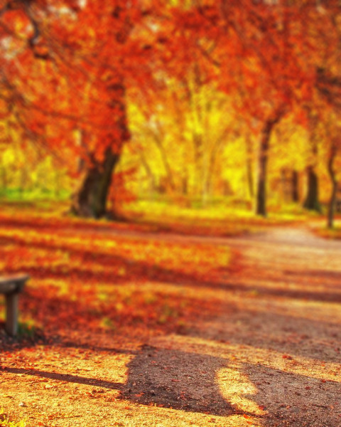 Nature Sunset Background For CB Picsart Photo Editing HD