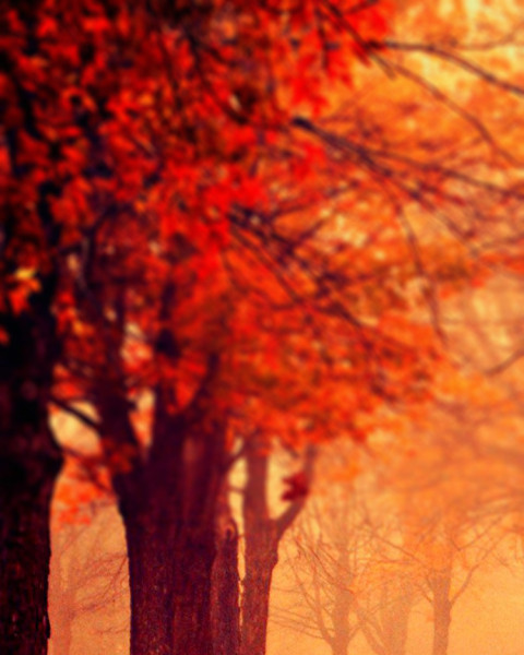 Nature Sunset Background For CB Picsart Photo Editing Photos