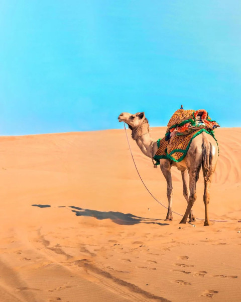 New Instagram CB Viral CAmle Wallpapers Edit Background