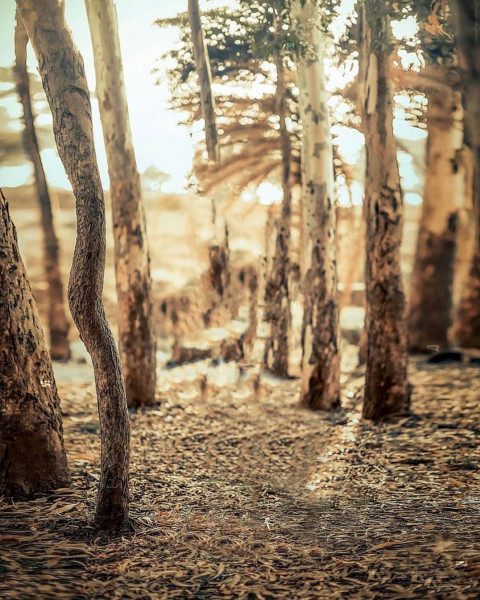 New Snapseed Background Full HD Download Free