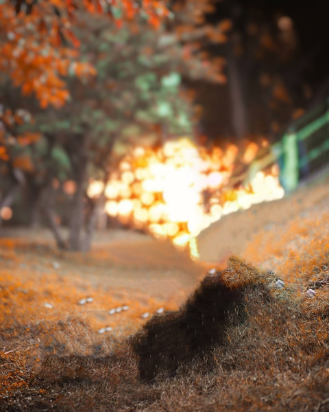 NSB Pictures Background For Blur Forest CB Editing