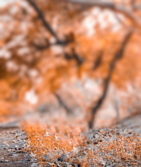 Orange CB Background Download For Photo Editing