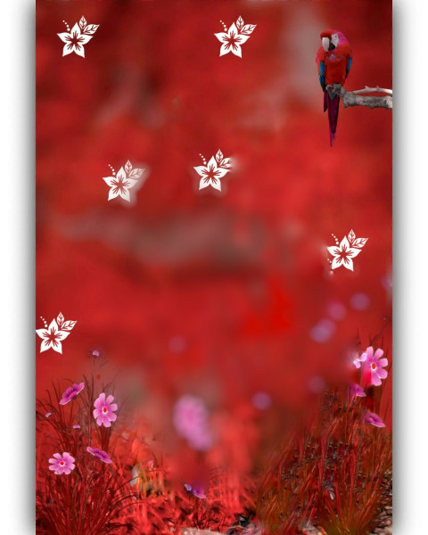 Parrot CB Editing New Background Download Free