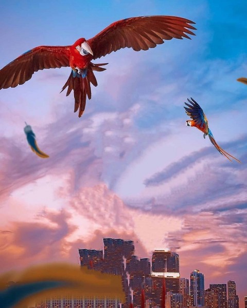 Parrot Photo Editing background for Picsart