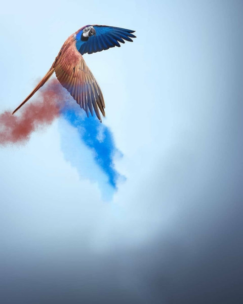 Parrot Picsart Edit Background Full HD