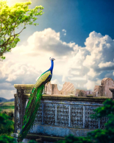 Peacock PicsArt Background For Photo Editing