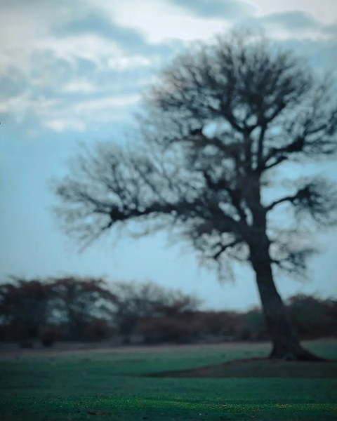 Photoshop CB Dark Tree Background New Download Free Images