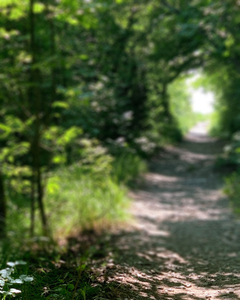Photoshop Garden Photo Editing CB Background