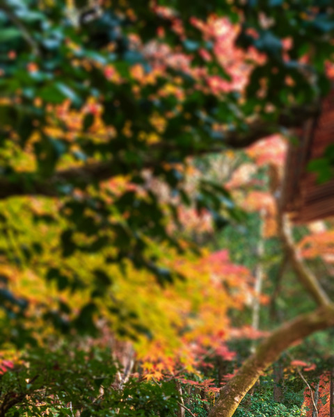 Photoshop Garden Photo Editing CB Background Free