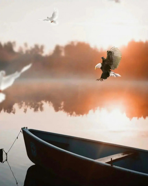 Photoshop HD Boat Eagle Background Download For CB Editing