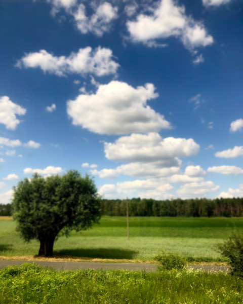 Photoshop Nature Blur CB Editing Background Download Pic