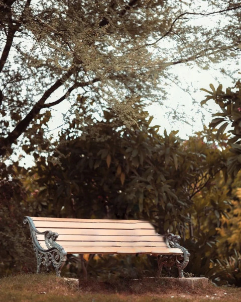 Photoshop Photo CB Forest Background Full HD Download New