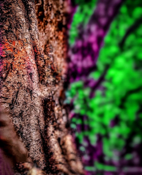 PicsArt HD Nature Background For CB Photo Editing