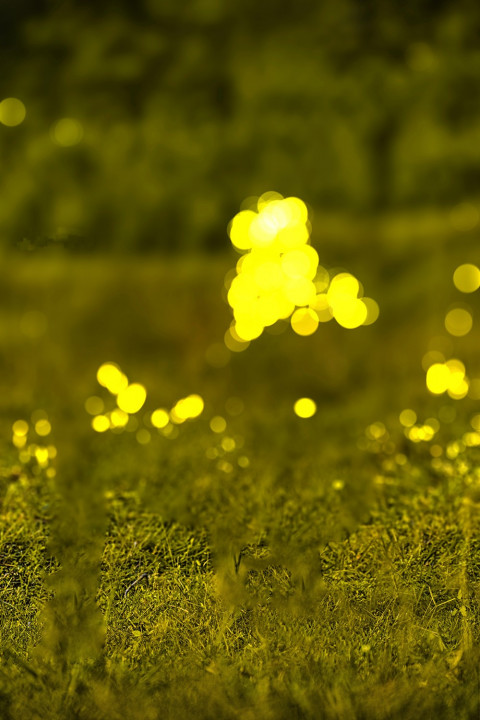 Rd Debu Blur Cb Background HD For Photoshop Editing