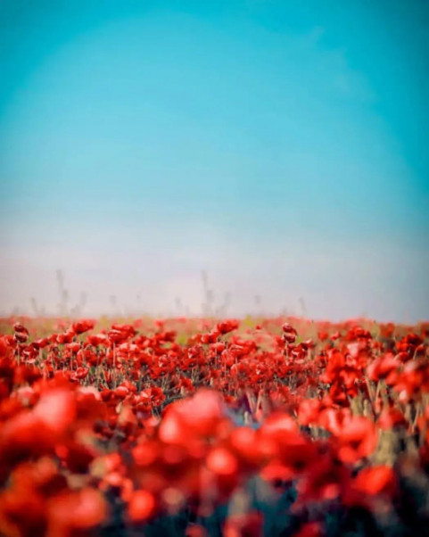 Red Flowers Photo Editing Background New Download Full HD