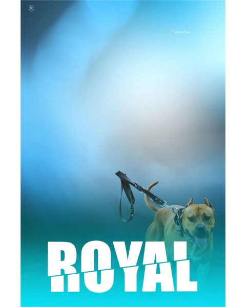 Royal PicsArt Editing CB Background Download HD