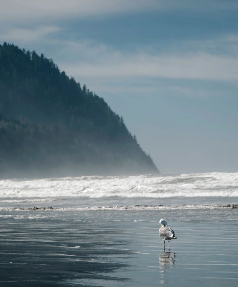 Sea CB Photoshop HD Bird Background Download Free