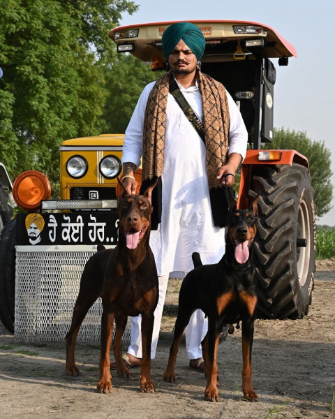 sidhu moose wala dog editing background