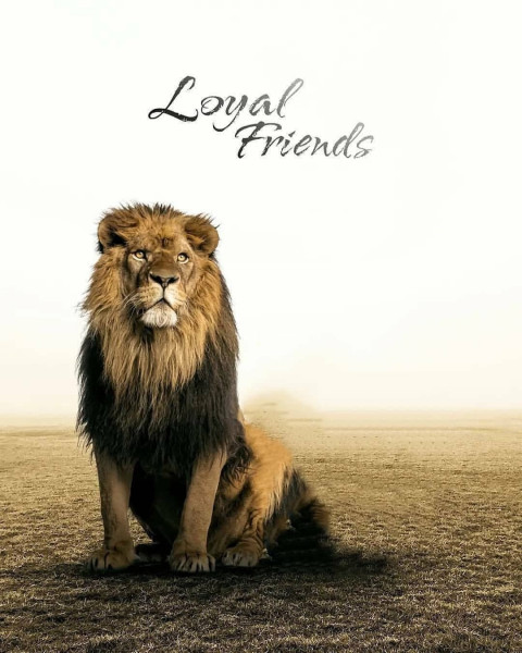 Sitting Lion Poster Photo Editing Background HD