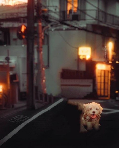 Small Dog cb picsart background Editing