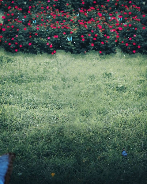 Snapseed HD Photo Background Editing