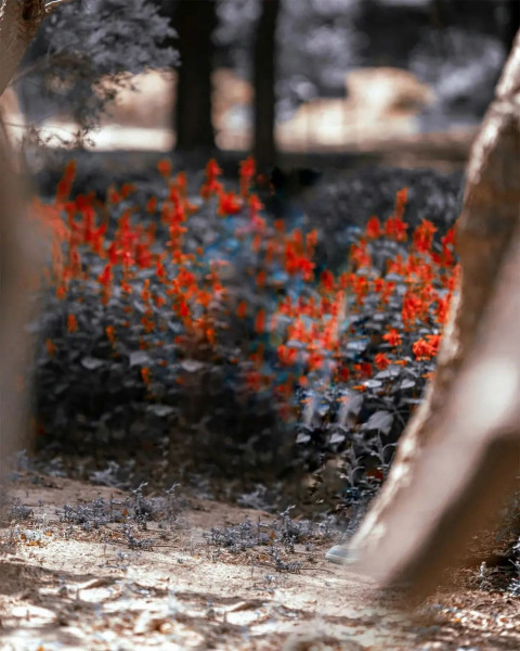 Snapseed New Background High Resolution Images Img