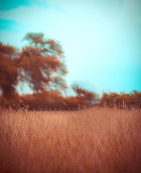 Snapseed Viral Background For Picsart Photoshop Editing