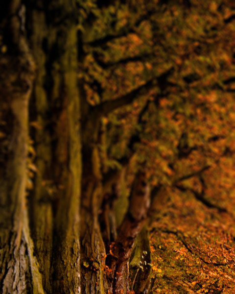 Sunset CB Picsart Blur Editing Background Download HD