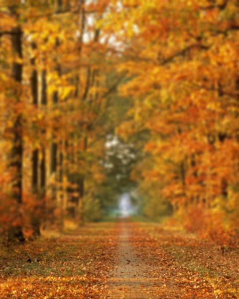 Sunset CB Picsart Blur Editing Background Download New