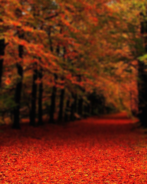 Sunset CB Picsart Blur Editing Background Download Photos