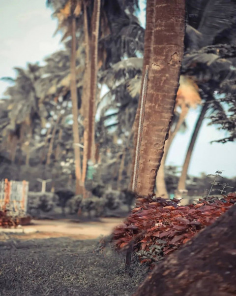 Top Snapseed Blur Photo Editing CB Background Free