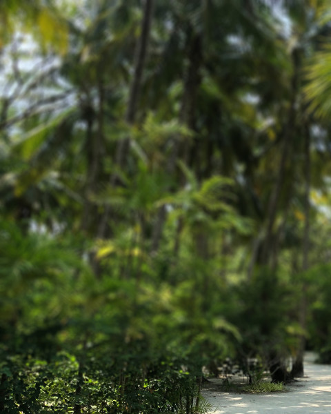 Tree Garden Blur CB Picsart Editing Background Download