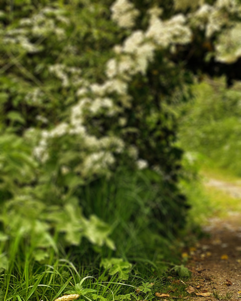 Tree Garden Blur CB Picsart Editing Background Download