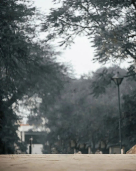 Trees Snapseed Background Full HD For Photo Editing