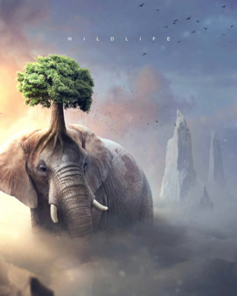 Trending Elephant Photo Editing Background Full HD