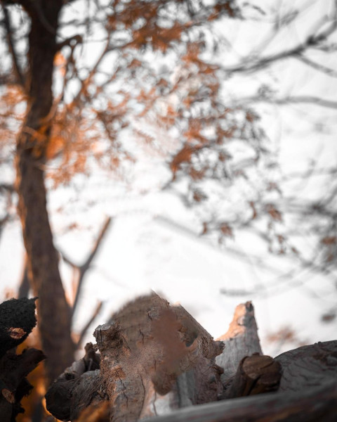 Viral Blur Background NSB Pictures Photo Editing