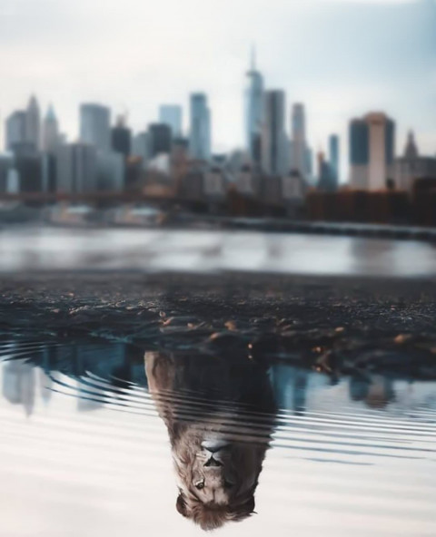 Viral Lion Background For CB Picsart Editing