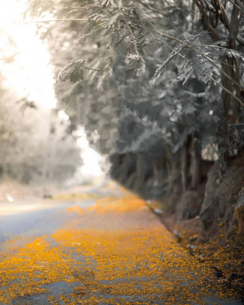 Viral Snapseed Background HD For Photo Editing