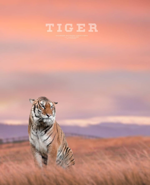 Viral tiger Photo Editing Background HD Download Picsart