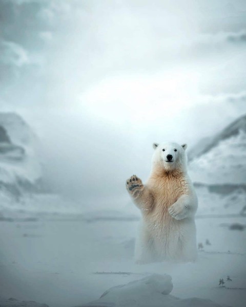 White Bear New Picsart Background Full Hd
