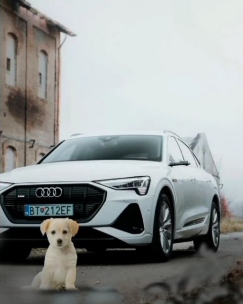 White Car and Dog full HD Cb Background