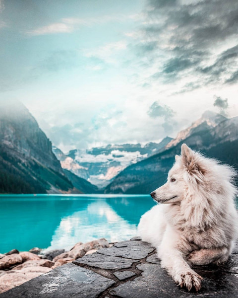 White Fox Photo Editing Background HD