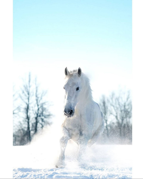 White Horse Picsart Background Full HD