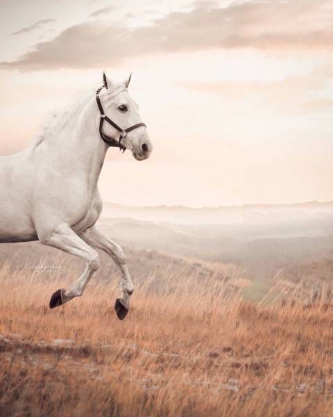 White Horse Picsart Background New HD For Photo Editing