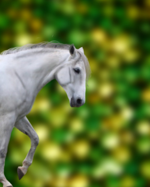 White Horse PicsArt CB Editing Background HD Download