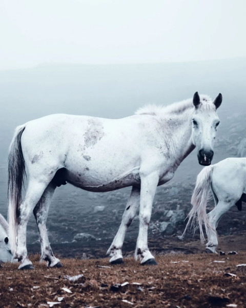 White Horse PicsArt New Background HD For Photo Editing