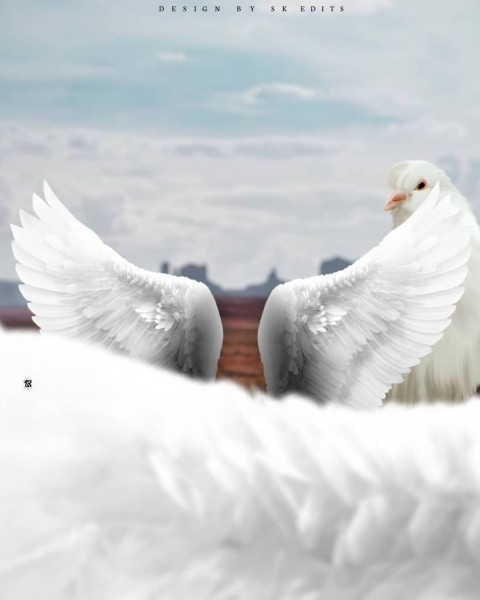 White Wing Photo Editing Background HD For CB & Photoshop Images