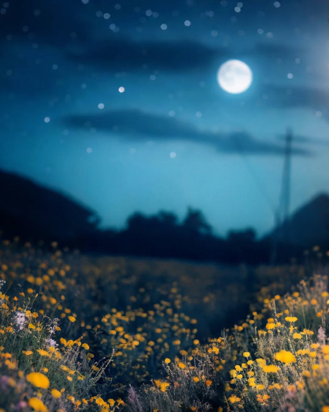 Yellow Flowers Dark Background For Photo Editing